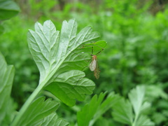 Limonia phragmitidis