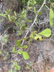 Crataegus spathulata