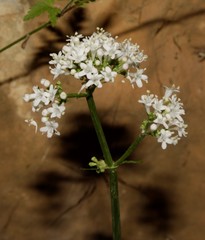 Valeriana italica