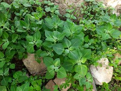 Chenopodium sosnowskyi