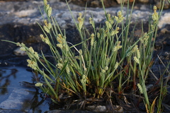 Carex garberi