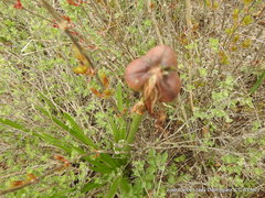 Sprekelia formosissima