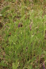 Vicia megalotropis