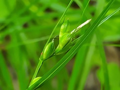 Carex phyllostachys