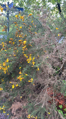 Ulex europaeus