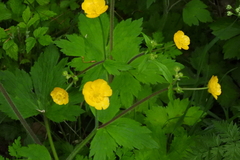 Ranunculus lanuginosus