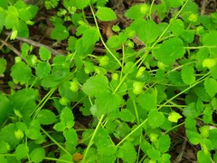 Veronica crista-galli