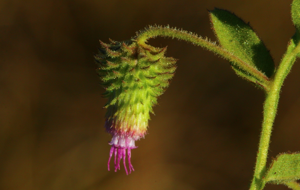 Laggera crispata (Laggera crispata)