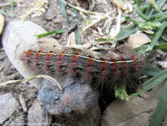 Paracles fusca