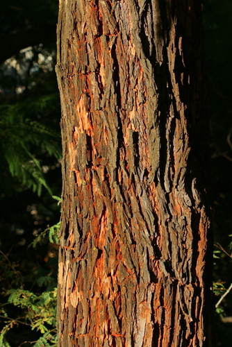 Tipuana tipu