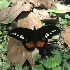 Drucina leonata