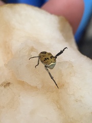 Hoplia dispar