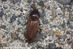 Ampedus phoenicopterus