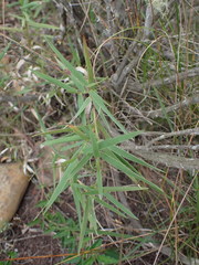 Urochloa serrata