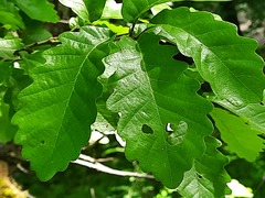 Quercus petraea iberica