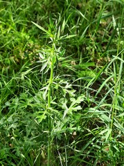 Eryngium caeruleum