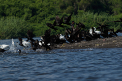 Nannopterum brasilianum