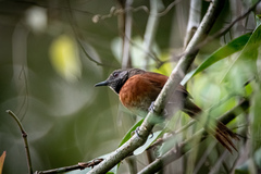 Synallaxis erythrothorax