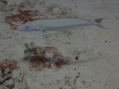 Malacanthus plumieri