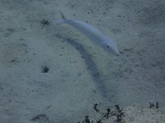 Malacanthus plumieri