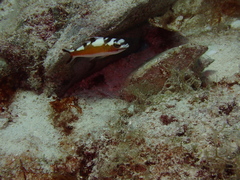 Serranus tabacarius