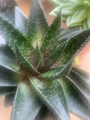 × Gasteraloe