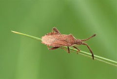 Coriomeris denticulatus