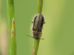 Enicopus