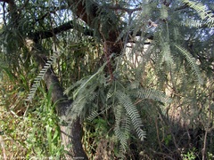 Prosopis alba
