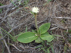 Gerbera cordata