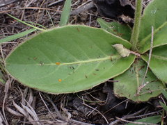 Gerbera cordata