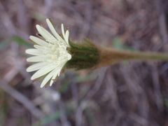 Gerbera cordata