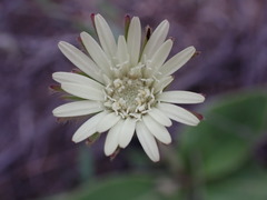Gerbera cordata