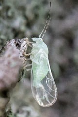 Cacopsylla annulata