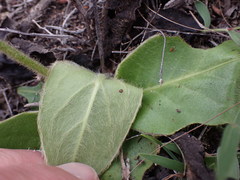 Gerbera cordata