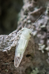 Cacopsylla annulata