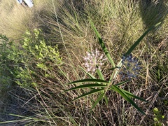 Asclepias longifolia image