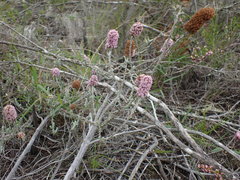 Stoebe phyllostachya