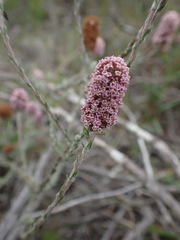Stoebe phyllostachya