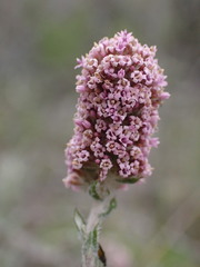 Stoebe phyllostachya