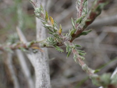 Stoebe phyllostachya
