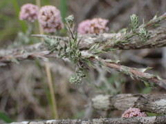 Stoebe phyllostachya