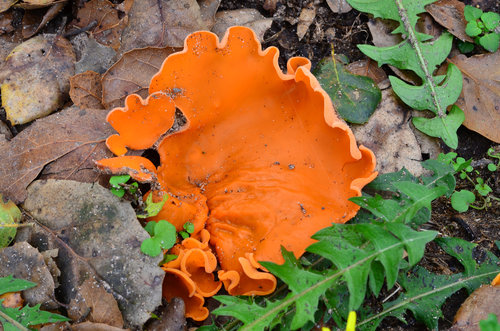 orange peel fungus