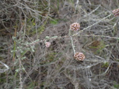 Stoebe phyllostachya