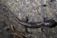 Aneides niger