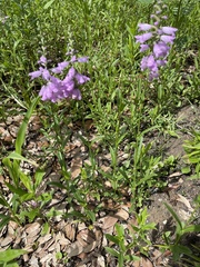 Physostegia pulchella