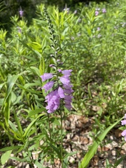 Physostegia pulchella