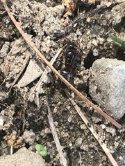 Camponotus novaeboracensis