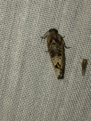 Cryptophlebia peltastica