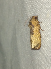 Cryptophlebia peltastica